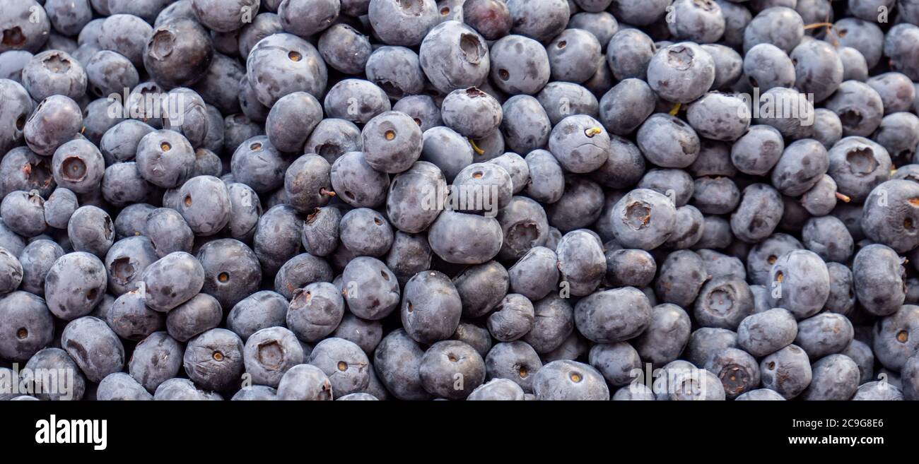 Heidelbeeren Panorama Textur Hintergrundbild Stockfoto