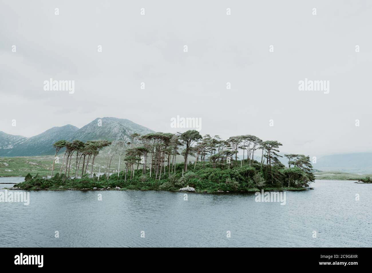 Ein Hain von schottischen Pinien auf Pine Island in Connemara, Galway, IRE Stockfoto