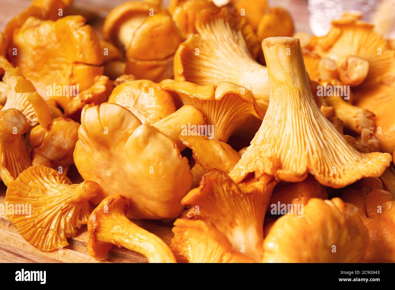 Pilzhintergrund von überfüllten goldenen Pfifferlingen. Frische Ernte. Nahaufnahme, Makro Stockfoto