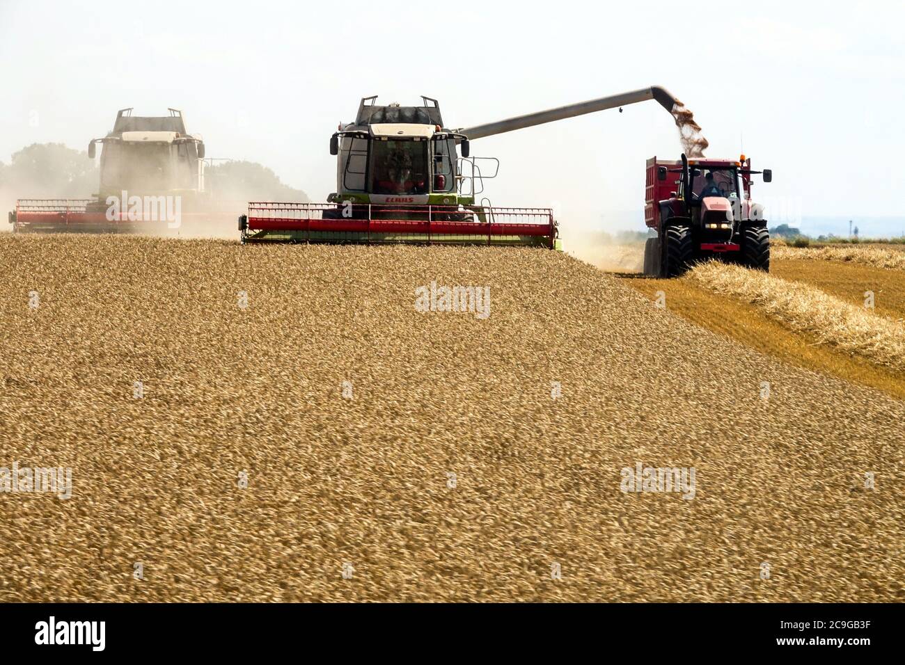 Kombinieren Harvester Schneiden einer Ernte von Weizen Tschechien Feld Stockfoto