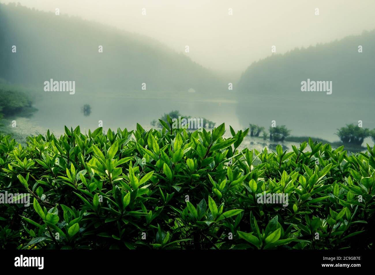 Neblige und geheimnisvolle Lagunenlandschaft auf der Insel São Miguel, Azoren, Portugal Stockfoto