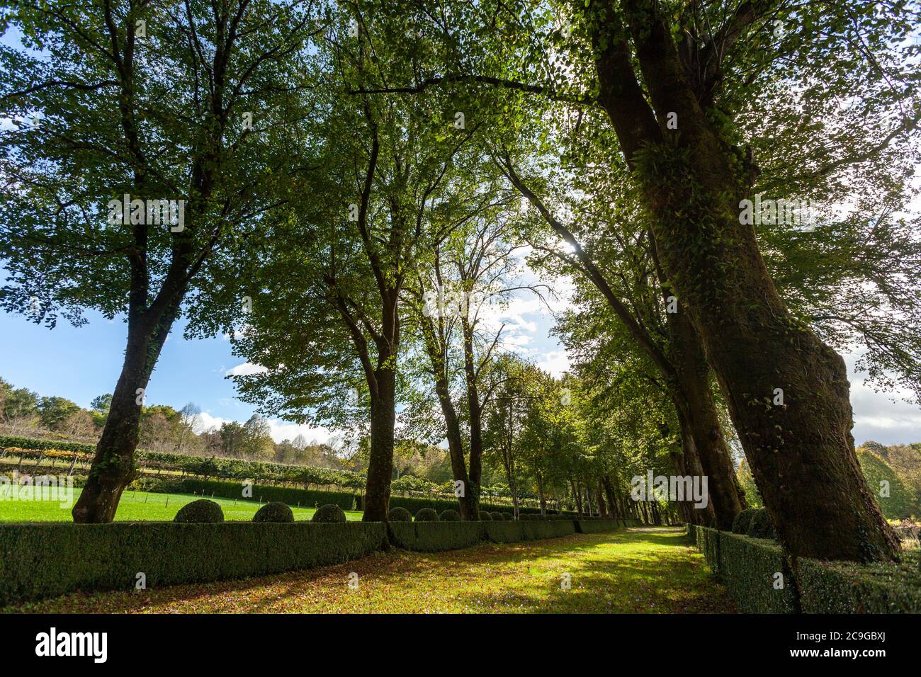 Die Allee der Linden von Pazo de Oca, A Estrada, Galicien, Sapin Stockfoto