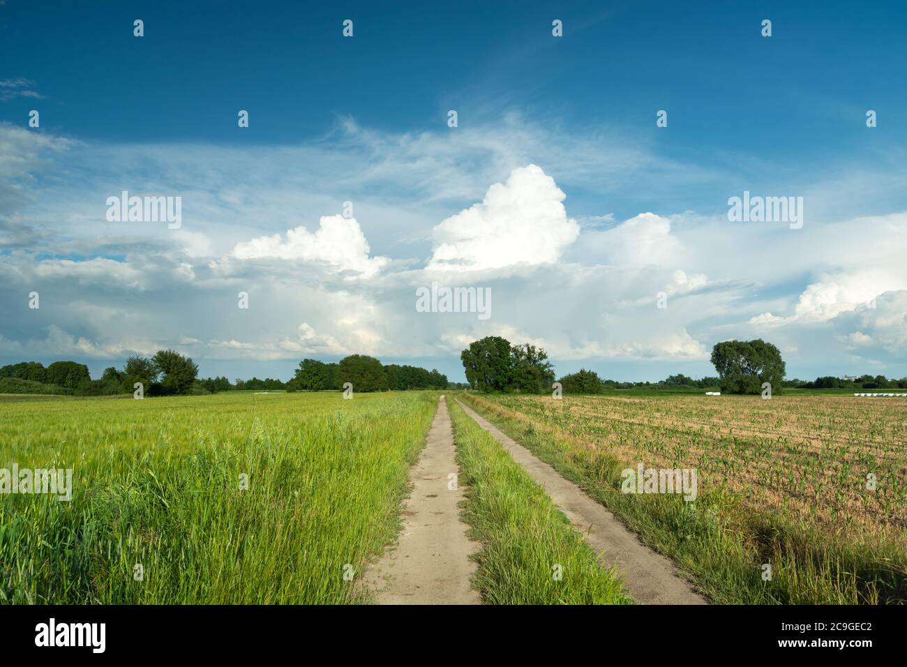 Ein Feldweg durch Felder und weiße Wolken am blauen Himmel, Sommer ländliche Landschaft Stockfoto
