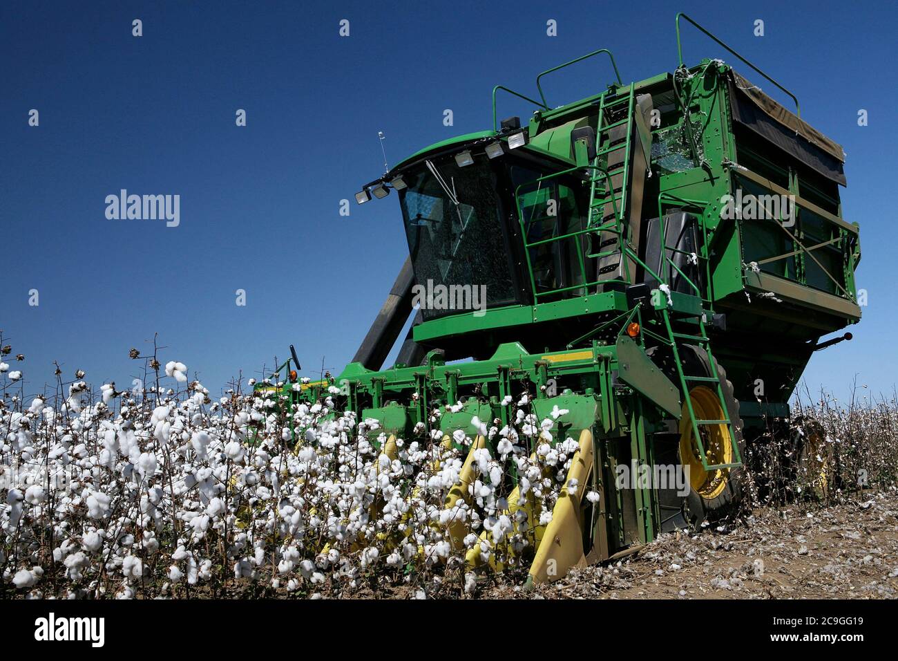 Ernte mit der Maschine auf Baumwolle Feld Kontrast mit blauem Himmel auf Landschaft von Brasilien Stockfoto