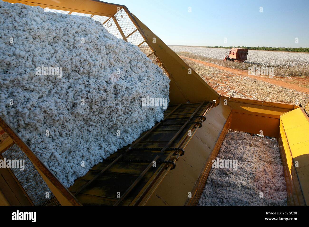 Ernte mit Maschine in Baumwollfeld auf dem Land von Brasilien Stockfoto