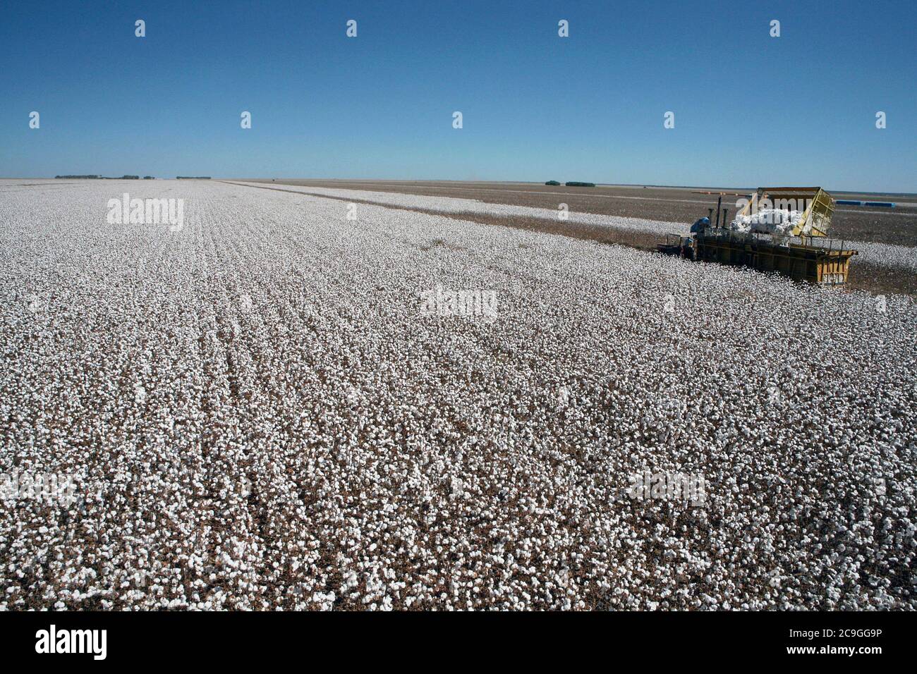 Ernte mit der Maschine auf Baumwolle Feld Kontrast mit blauem Himmel auf Landschaft von Brasilien Stockfoto