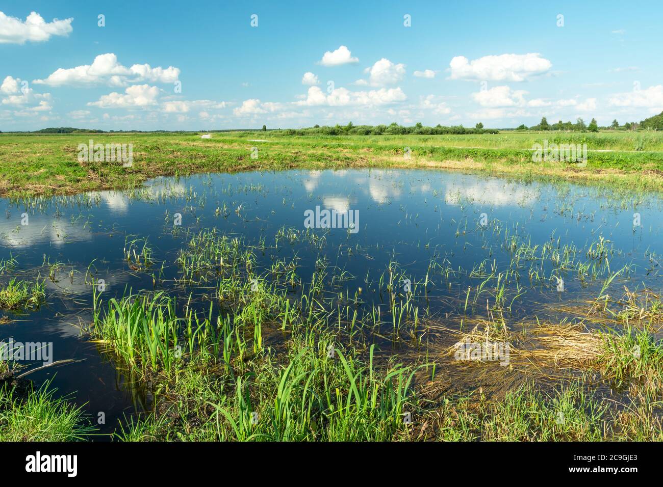 Überflutete Wiese und Spiegelung von Wolken im Wasser, sonnige Sommerlandschaft Stockfoto