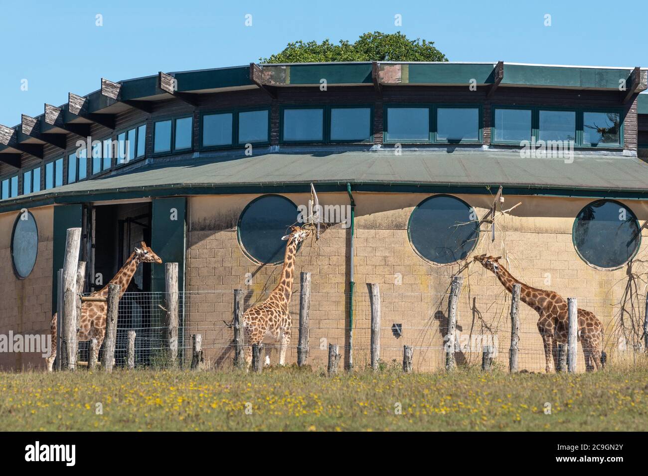 Rothschilds Giraffe (Giraffa camelopardalis rothschildi) im Marwell Zoo, Großbritannien. Giraffen ernähren sich von Blättern. Stockfoto