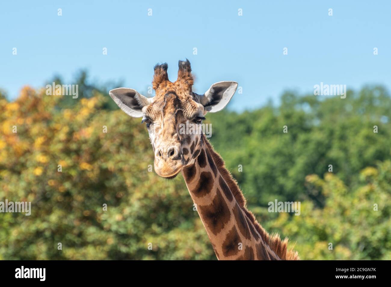 Rothschilds Giraffe (Giraffa camelopardalis rothschildi) im Marwell Zoo, Großbritannien Stockfoto