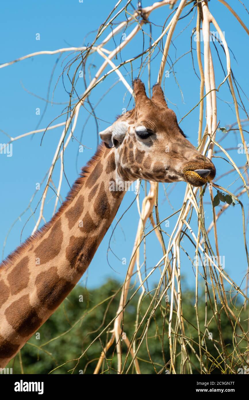 Rothschilds Giraffe (Giraffa camelopardalis rothschildi) ernährt sich von Blättern im Marwell Zoo, Großbritannien Stockfoto
