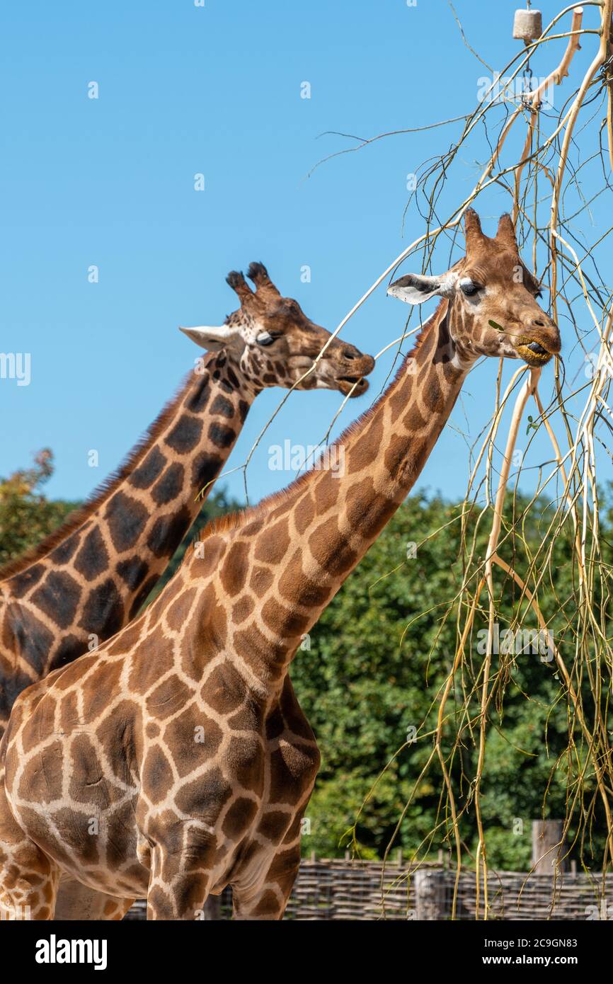 Rothschilds Giraffe (Giraffa camelopardalis rothschildi) im Marwell Zoo, Großbritannien. Zwei Giraffen füttern Stockfoto