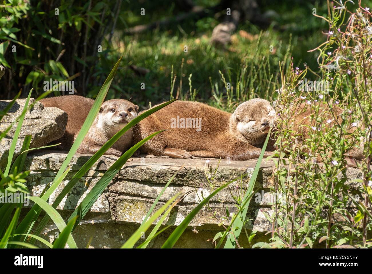 Asiatische Kleinklatschotter Familie (Aonyx cinereus), Otter Stockfoto