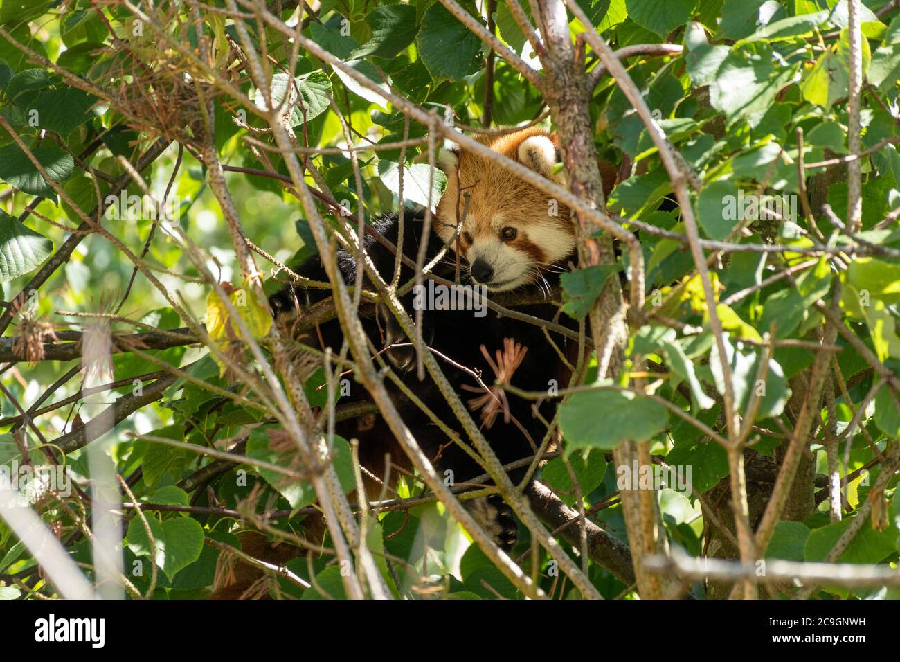 Red Panda (Ailurus fulgens), eine vom Aussterben bedrohte Säugetierart in einem Baum im Marwell Zoo, Großbritannien Stockfoto