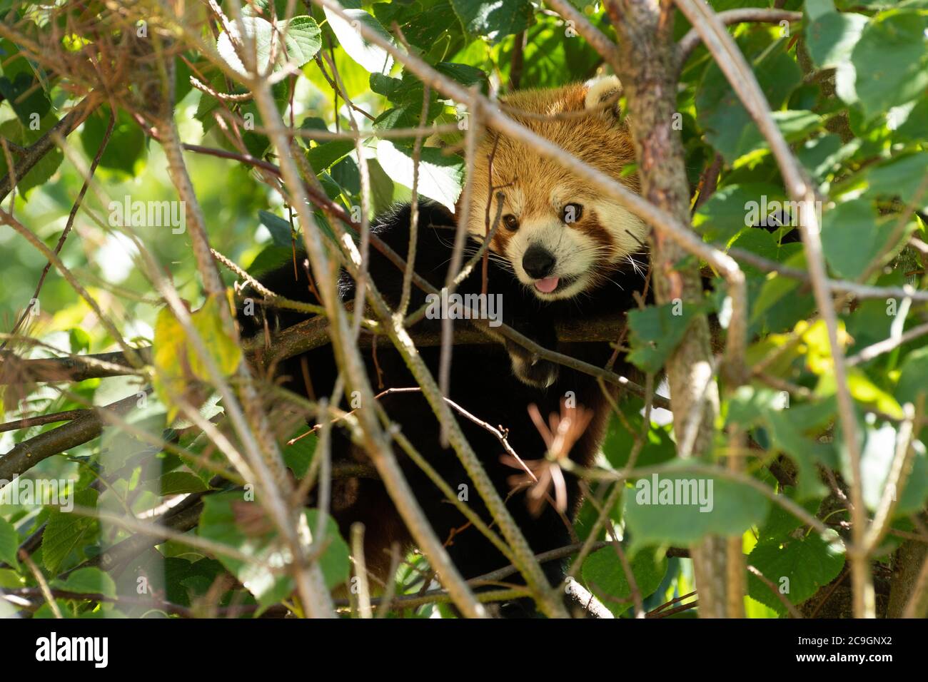Red Panda (Ailurus fulgens), eine vom Aussterben bedrohte Säugetierart in einem Baum im Marwell Zoo, Großbritannien Stockfoto