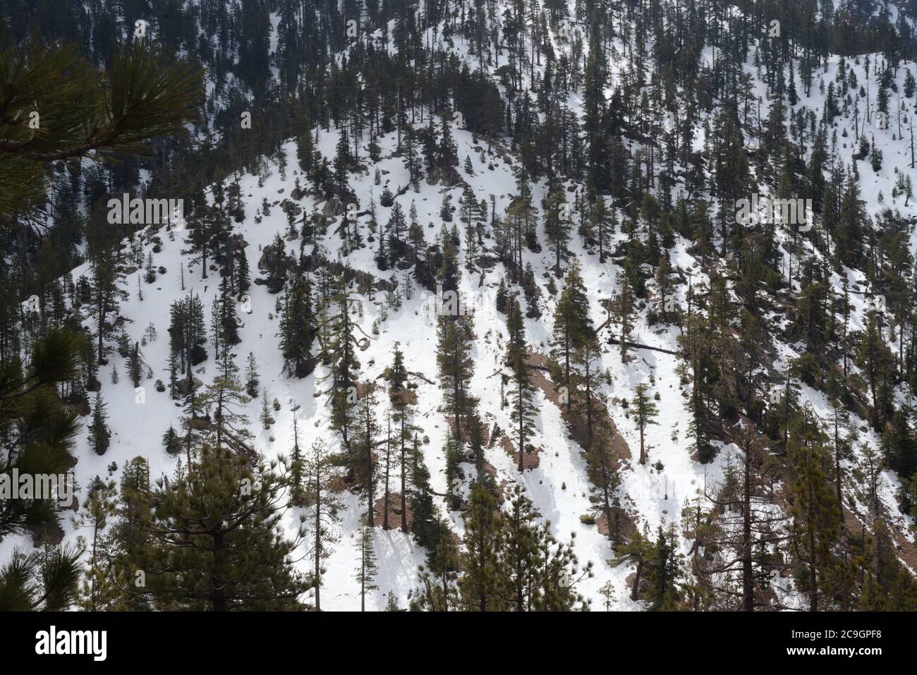 Alpine Landschaft von schneebedeckten Hang von Pinien, Blick quer und unten auf den Wald, wiederholende Muster, Linien, wachsen, mit Idee der Schönheit. Stockfoto