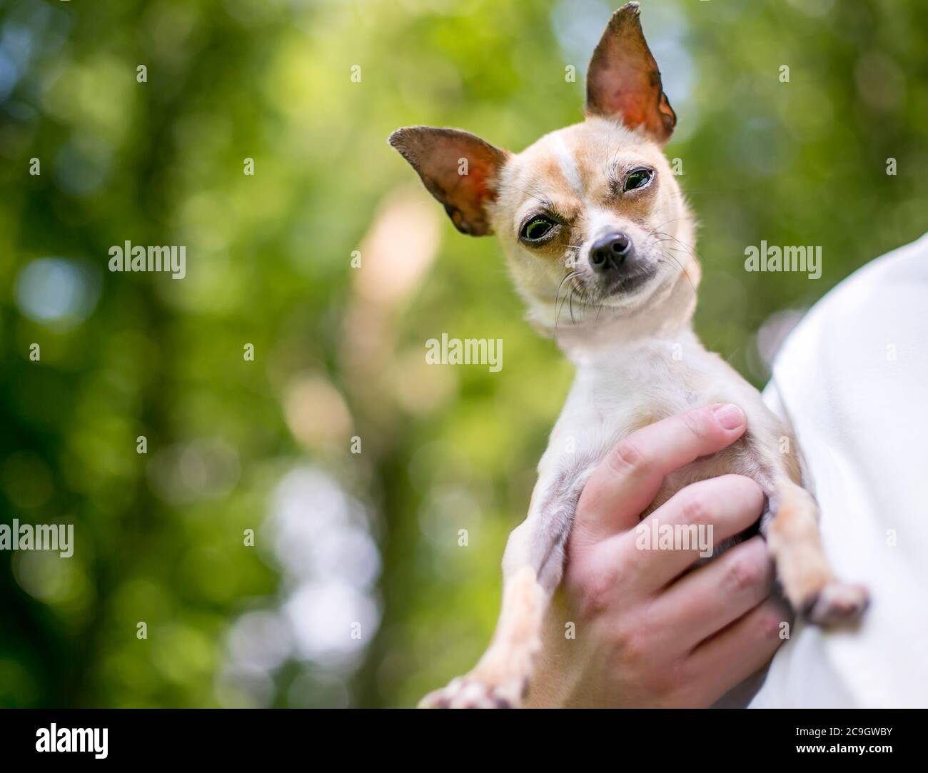 Ein kleiner Chihuahua Hund, der von einer Person gehalten wird und hinunter auf die Kamera schaut Stockfoto