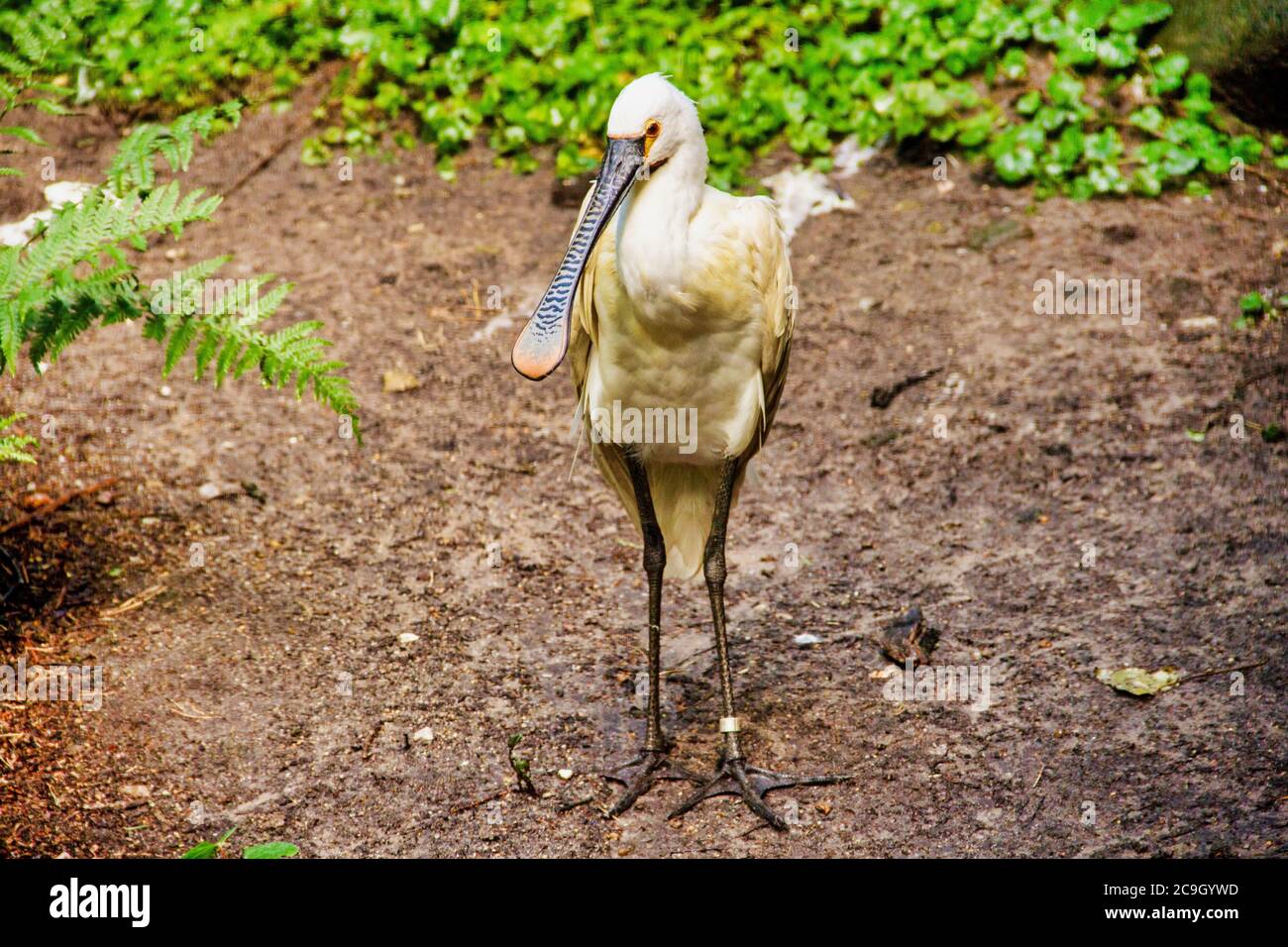 Ein eurasischer Löffler, Platalea leucorodia aus der Familie der Ibisse und Löffler, Threskiornithidae Stockfoto