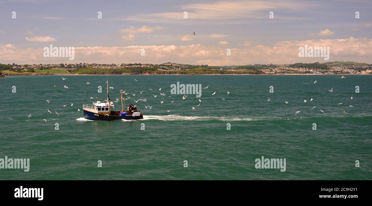 Seevögel folgen einem Fischerboot zurück in den Hafen. Stockfoto