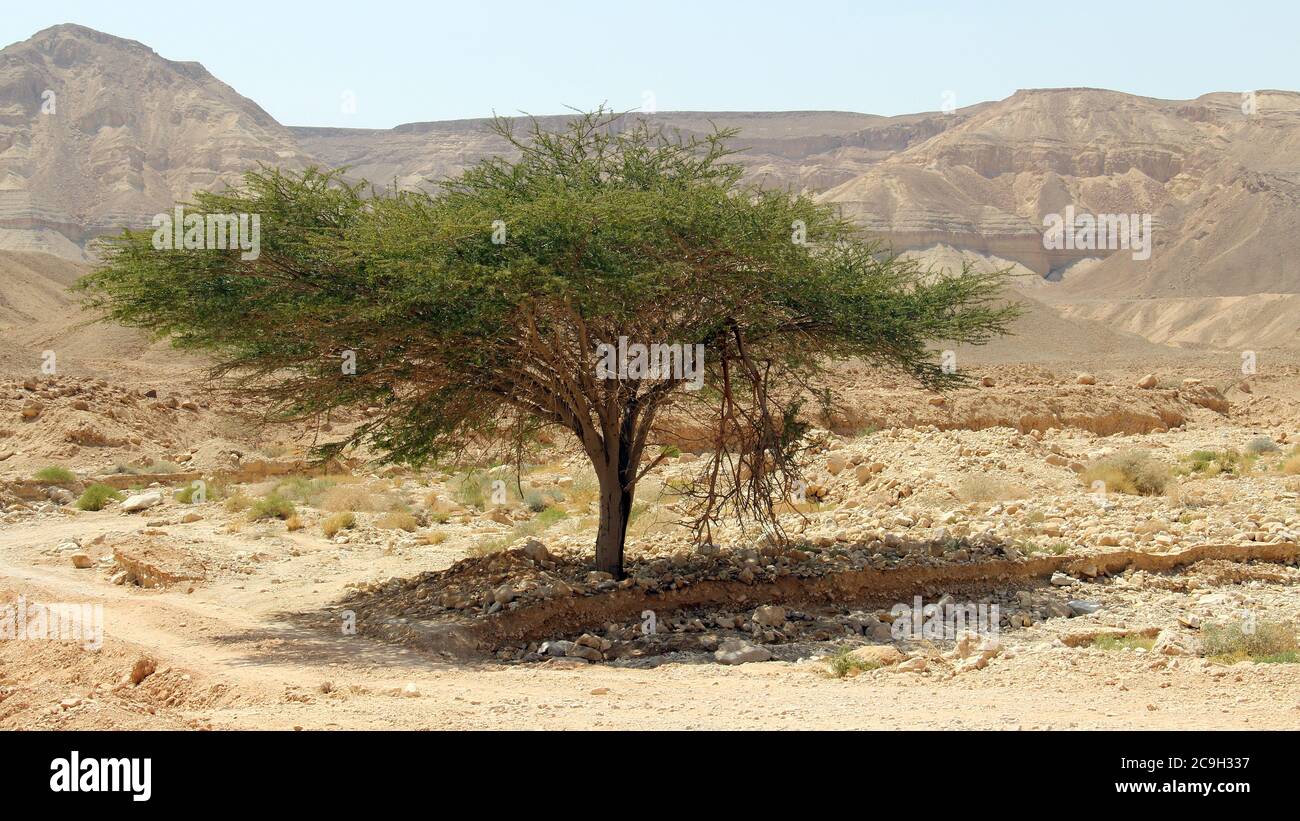 Baum in einem Tal auf Bergen Hintergrund. Wüste Negev. Stockfoto