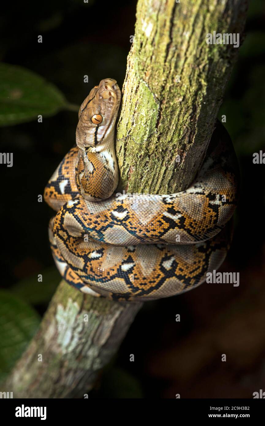 Netzpython (Malayopython reticulatus), Danum Valley Conservation Area, Sabah, Borneo, Malaysia Stockfoto