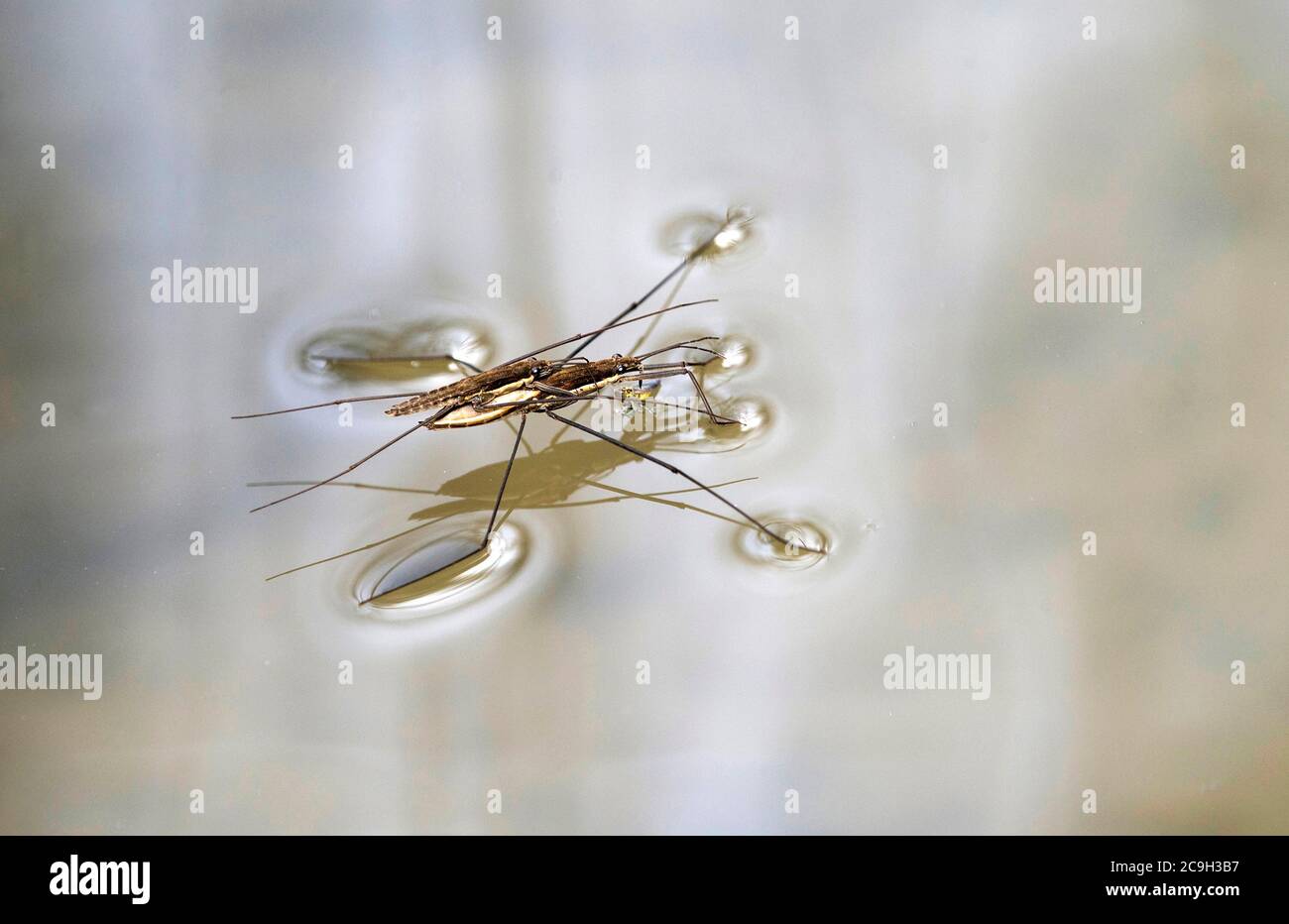 Gemeiner Teichläufer (Gerridae) bei der Paarung, Weibchen hält Beute mit Vorderbeinen, Haute-Savoie, Frankreich Stockfoto