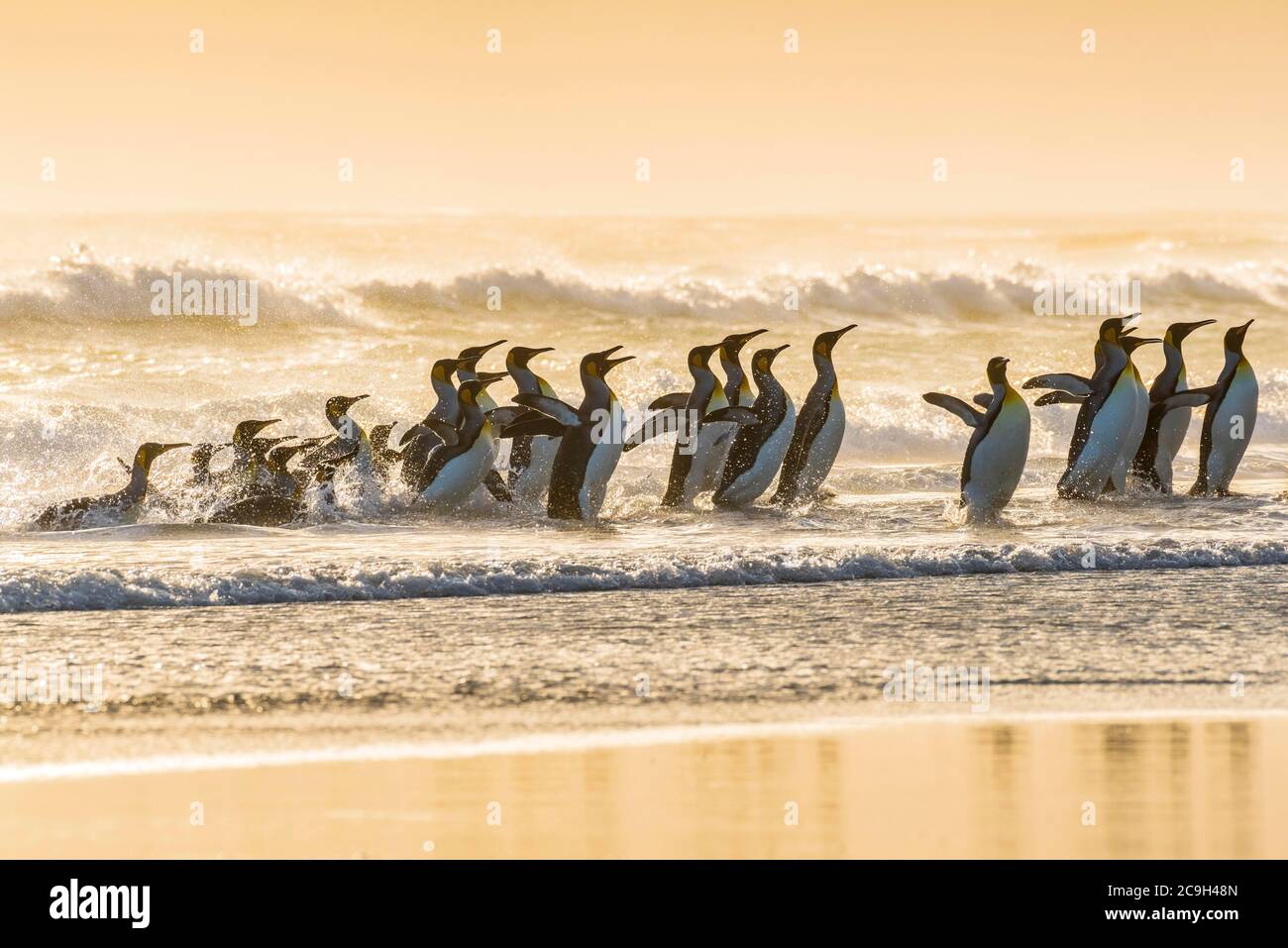 Königspinguine (Aptenodytes patagonicus), Gruppe in der Brandung am Strand, Volunteer Point, Falkland-Inseln Stockfoto