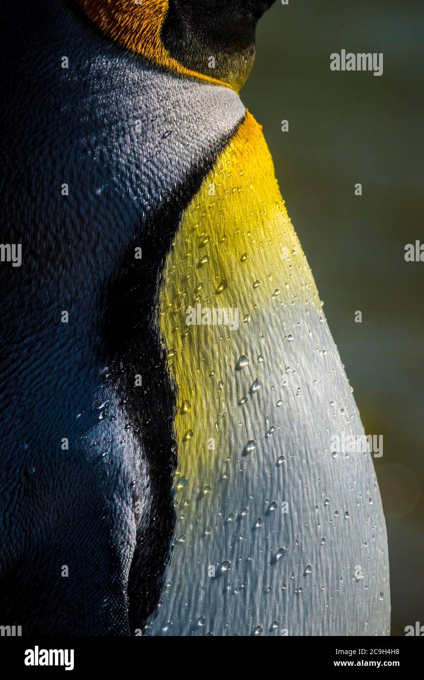 Königspinguin (Aptenodytes patagonicus), Detail des Gefieders mit Perlen Wassertropfen, Volunteer Point, Falkland Islands, Großbritannien Stockfoto
