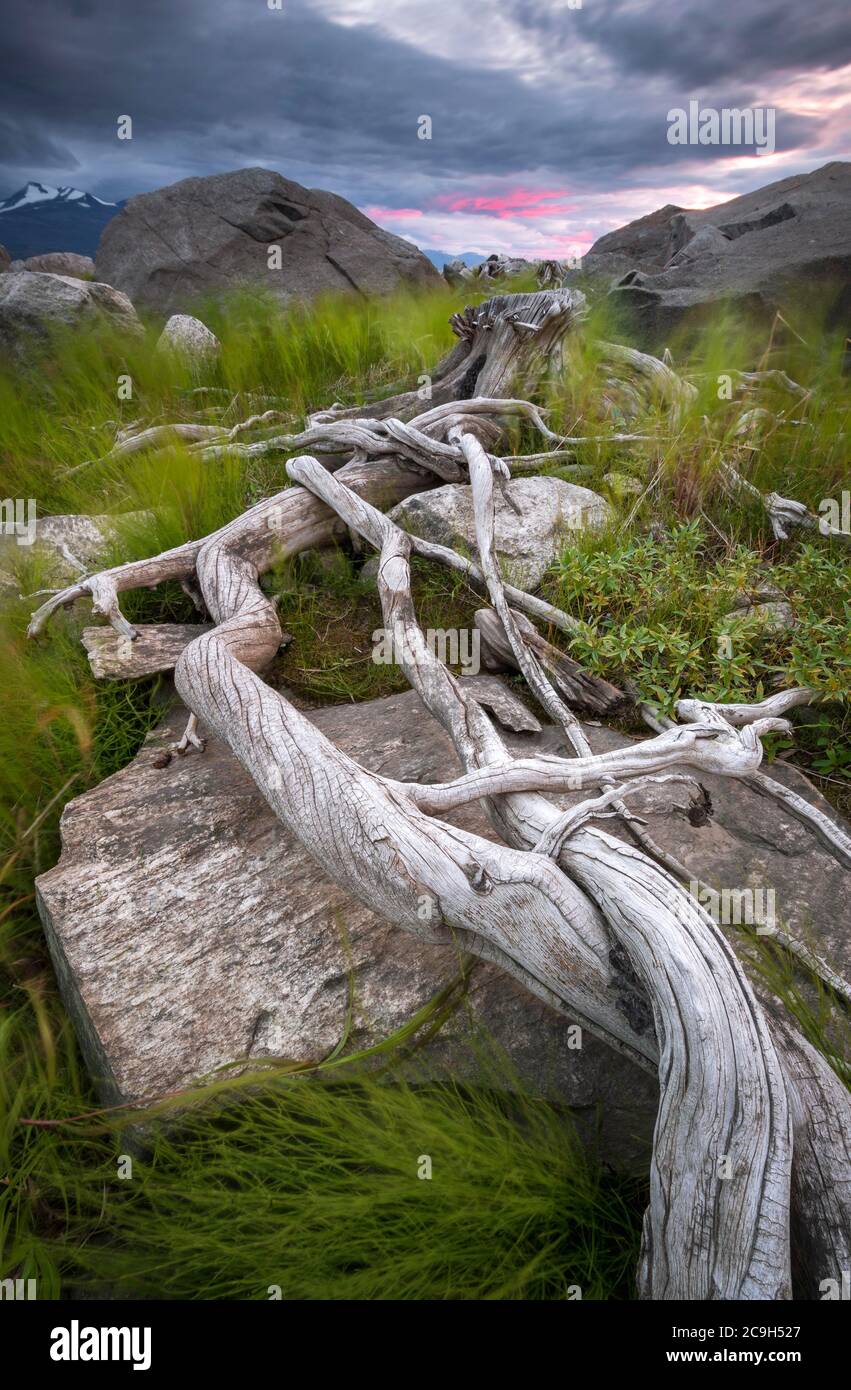 Baumwurzeln auf felsigen Boden, Stora Sjoefallets Nationalpark, Laponia UNESCO-Schutzgebiet, Gaellivare, Norrbottens laen, Schweden Stockfoto