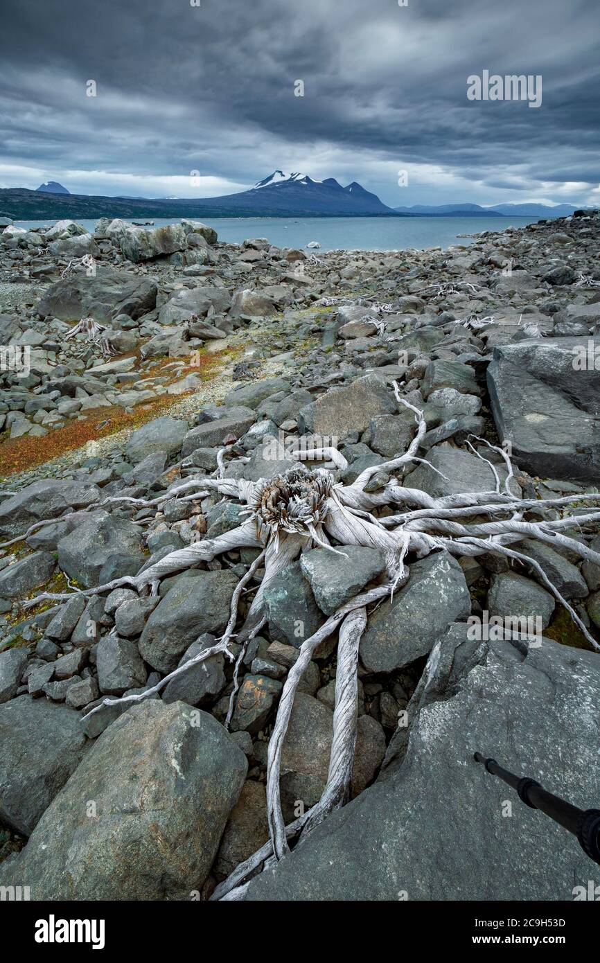 Baumwurzeln auf felsigen Boden, Stora Sjoefallets Nationalpark, Laponia UNESCO-Schutzgebiet, Gaellivare, Norrbottens laen, Schweden Stockfoto