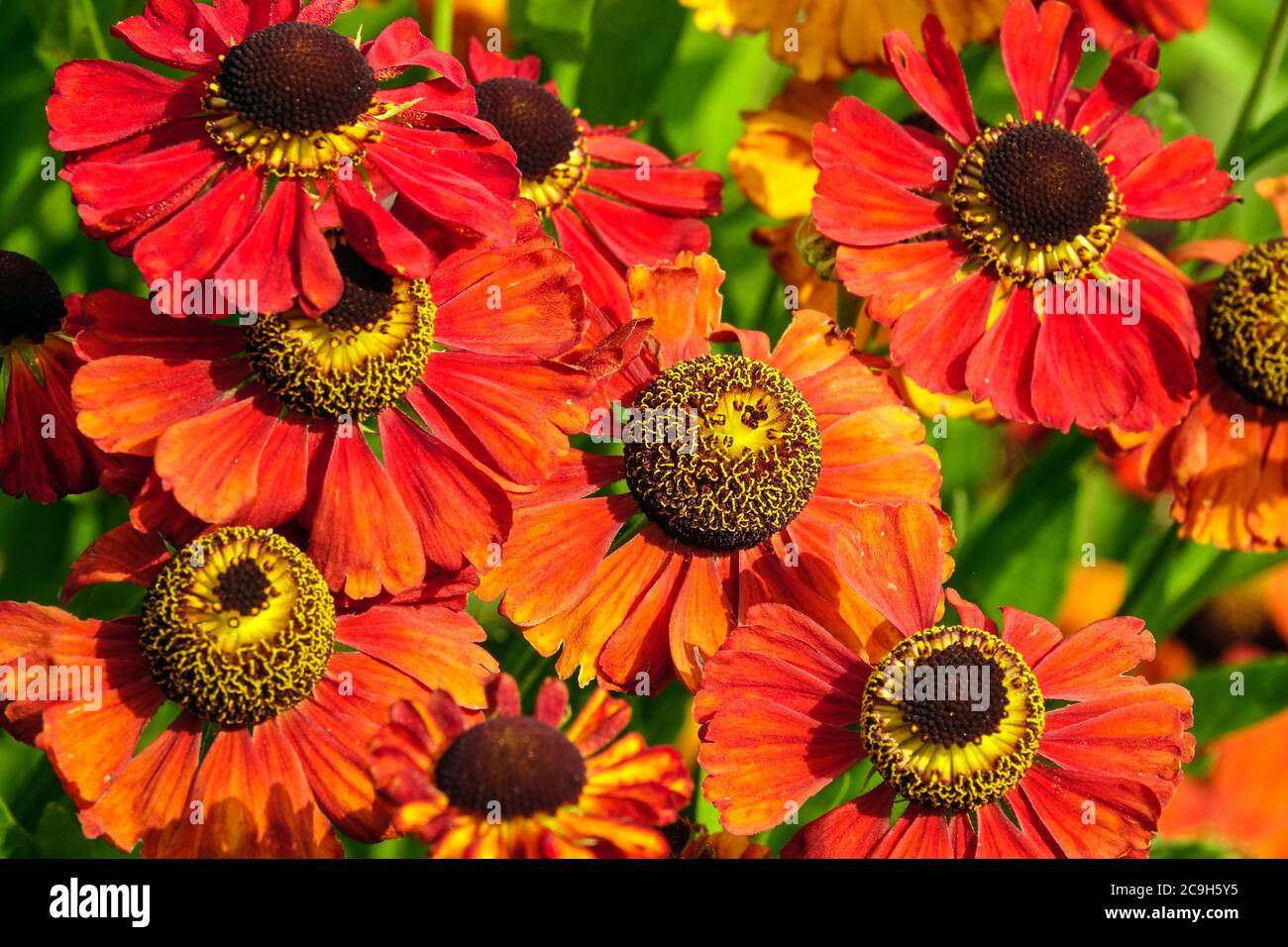 Rote Helenblüte Helenium blüht Stockfoto