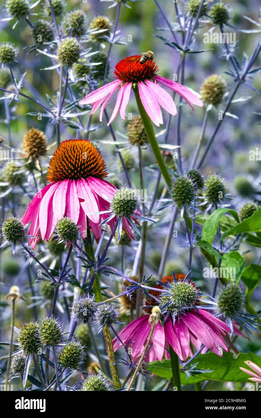 Blühende Blumen Echinacea purpurea in Blue Sea Holly Stockfoto