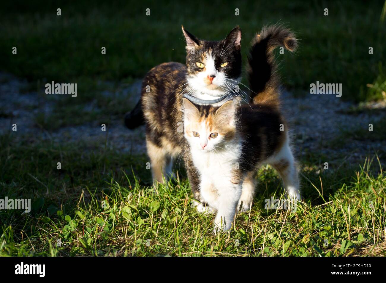 Bauernkatzen, eine Mutter und ihr Kätzchen Stockfoto
