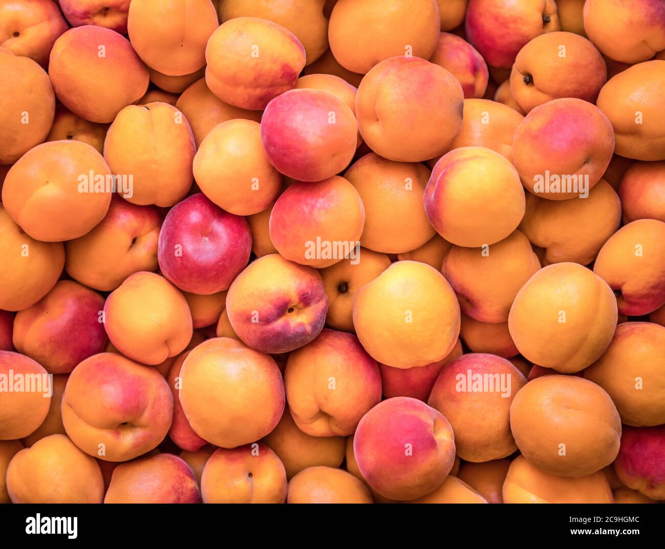 Natürliche, biologisch angebaute Aprikosen auf einem lokalen Bauernhof Stockfoto