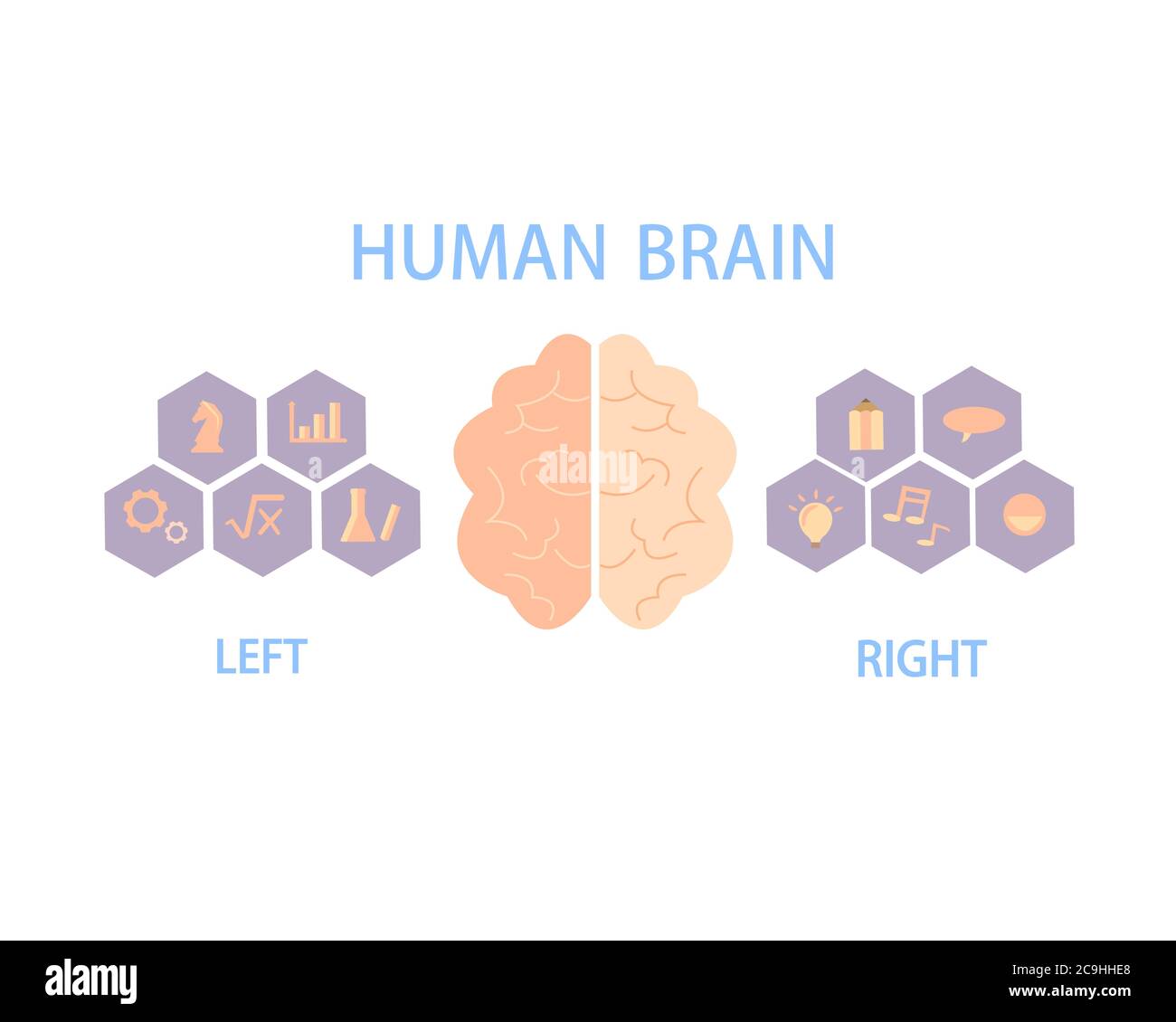 Das menschliche Gehirn teilt sich in linke und rechte Hemisphären auf, um den Körper und das Verhalten zu kontrollieren. Stock Vektor
