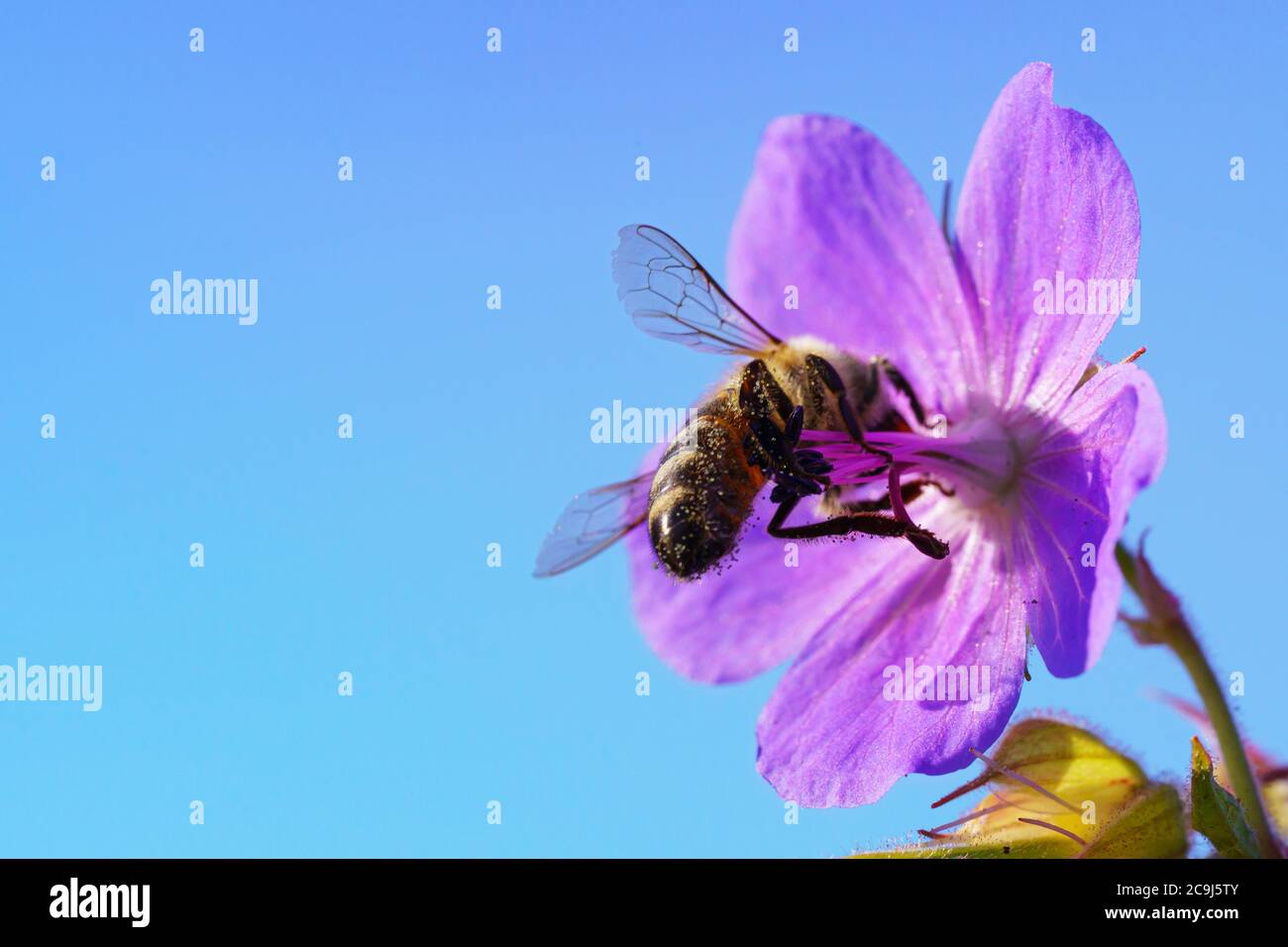Honigbiene Pollen sammeln von Violett wildflower Stockfoto