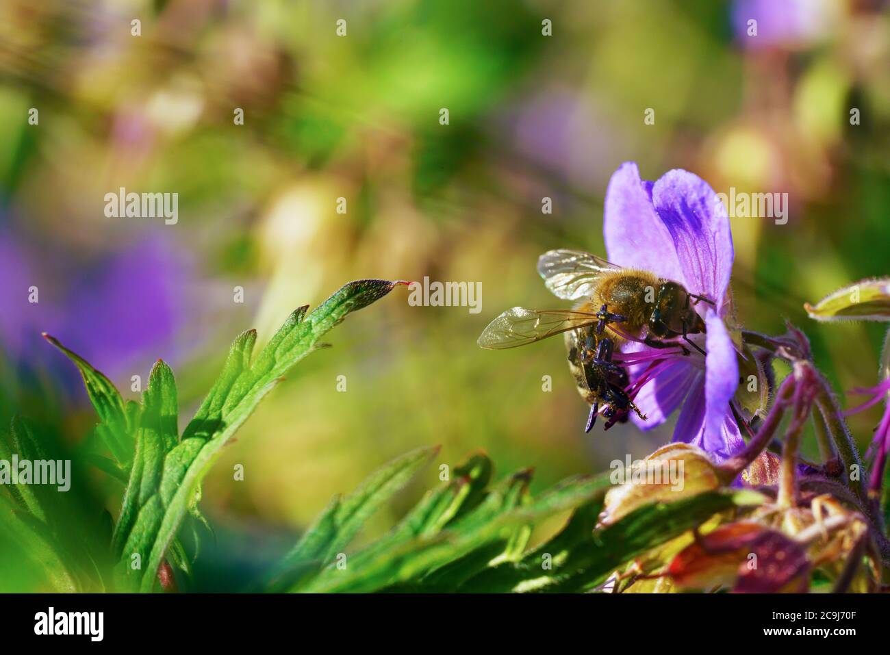 Honigbiene Pollen sammeln von Violett wildflower Stockfoto