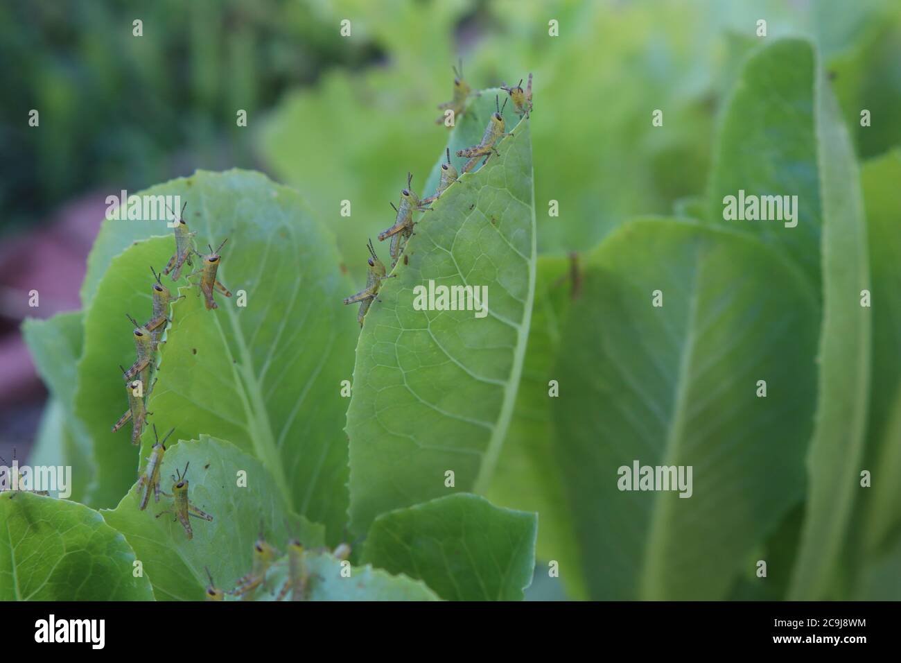 Nahaufnahme von neu geschlüpften Heuschreckennymphen auf einem Salatblatt in einem Garten Stockfoto
