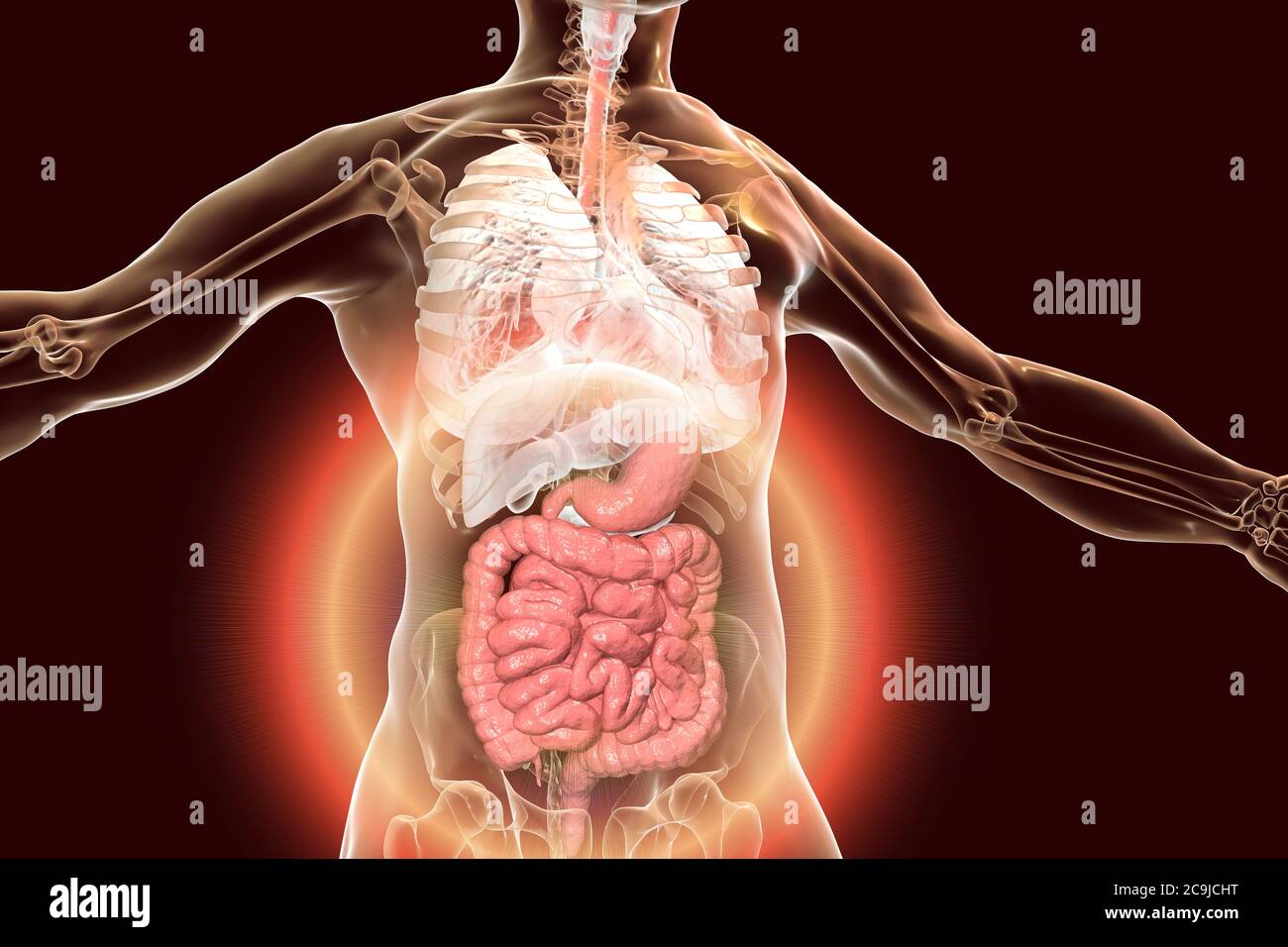 Menschliche Körperanatomie mit hervorgehobenen Verdauungssystem, Computer-Illustration. Stockfoto