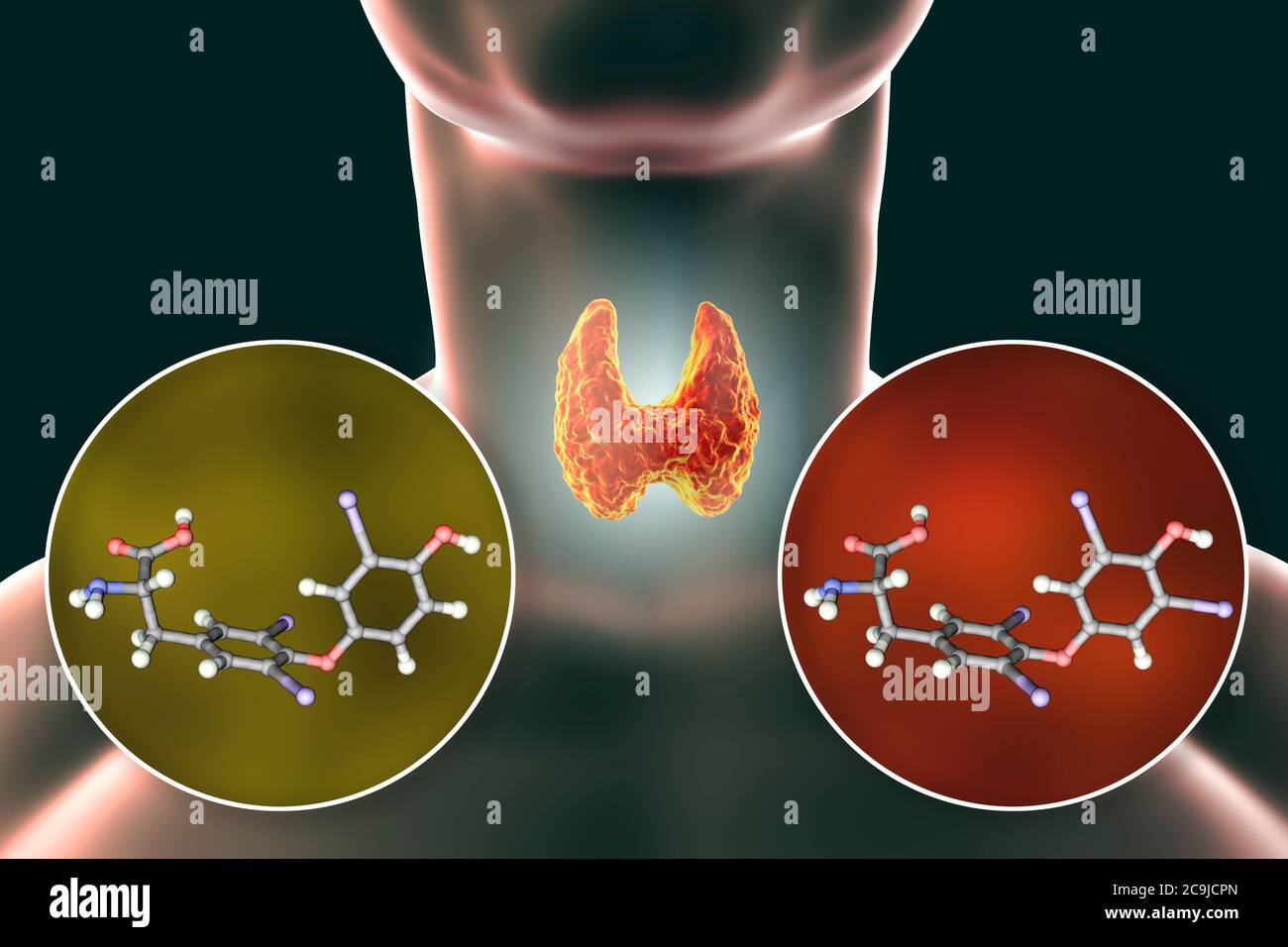 Moleküle der Schilddrüsenhormone Trijodthyronin (T3) und Thyroxin (T4), Computerdarstellung. Stockfoto