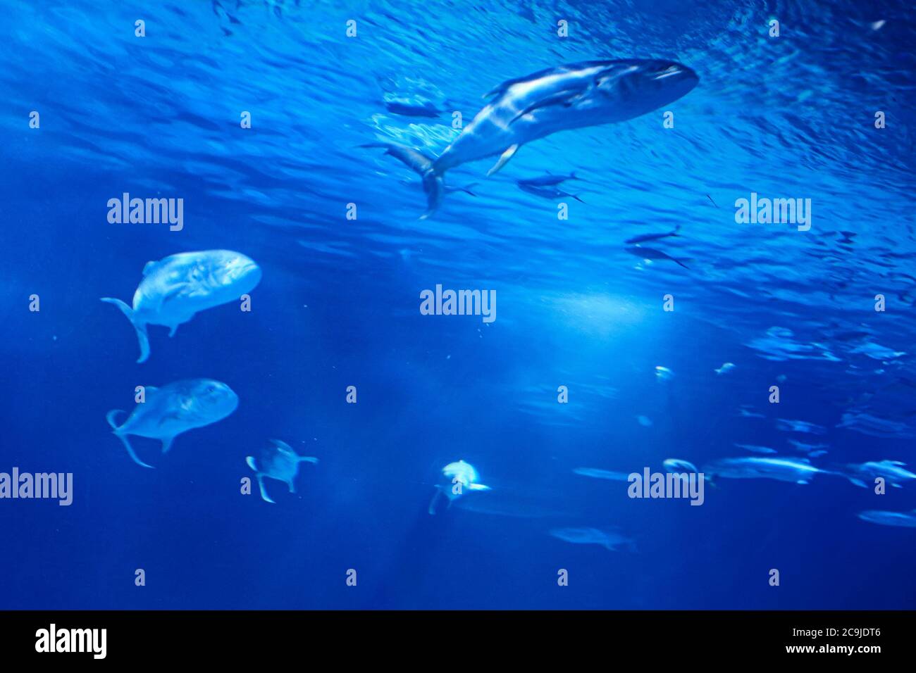 Set von Goldfischen im Meer, klarer Sand, Meeresgrund Stockfoto