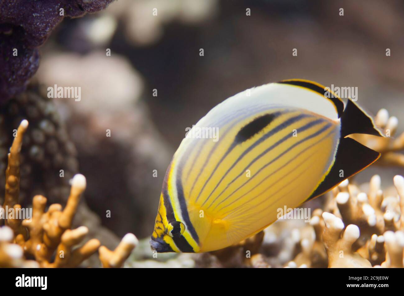 Polyp-Falterfisch (Chaetodon Austriacus) schwimmt über Feuerkorallen im Roten Meer. Stockfoto