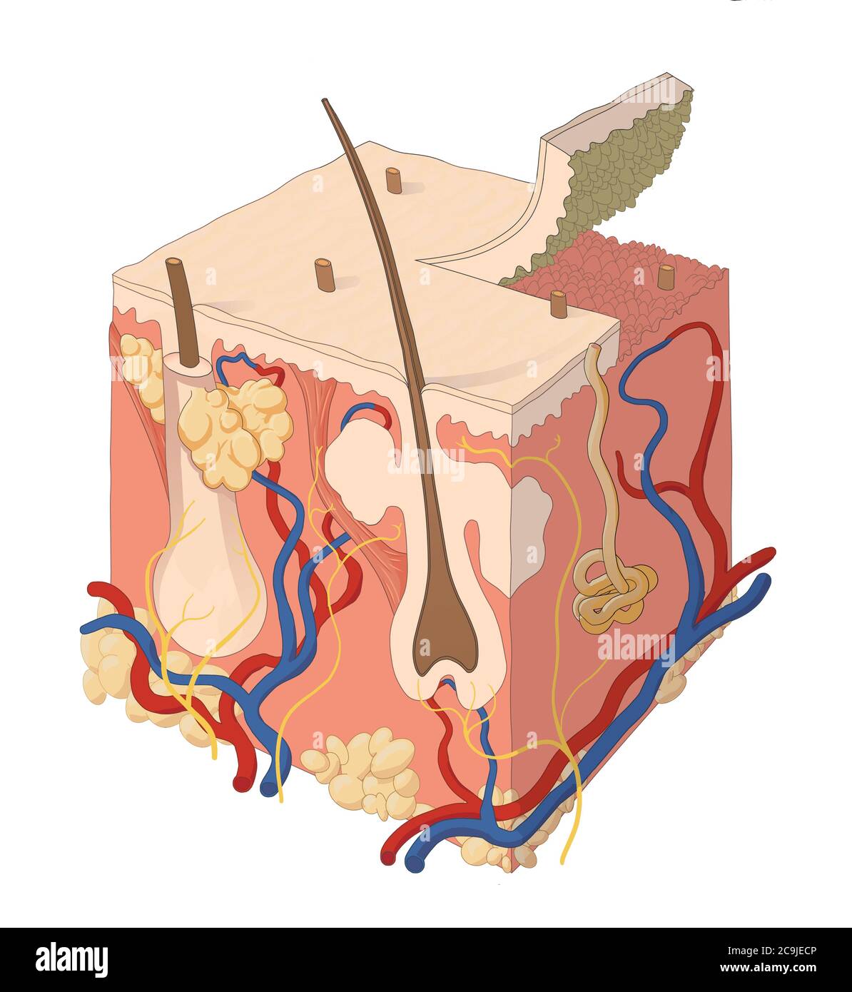 Computerdarstellung der Hautanatomie. Die Haut besteht aus der Epidermis, Dermis und Unterhaut. Links sehen wir zwei Haarfollikel mit Wurzeln und Stockfoto Computerdarstellung der Hautanatomie. Die Haut besteht aus der Epidermis, Dermis und Unterhaut. Links sehen wir zwei Haarfollikel mit Wurzeln und Stockfoto