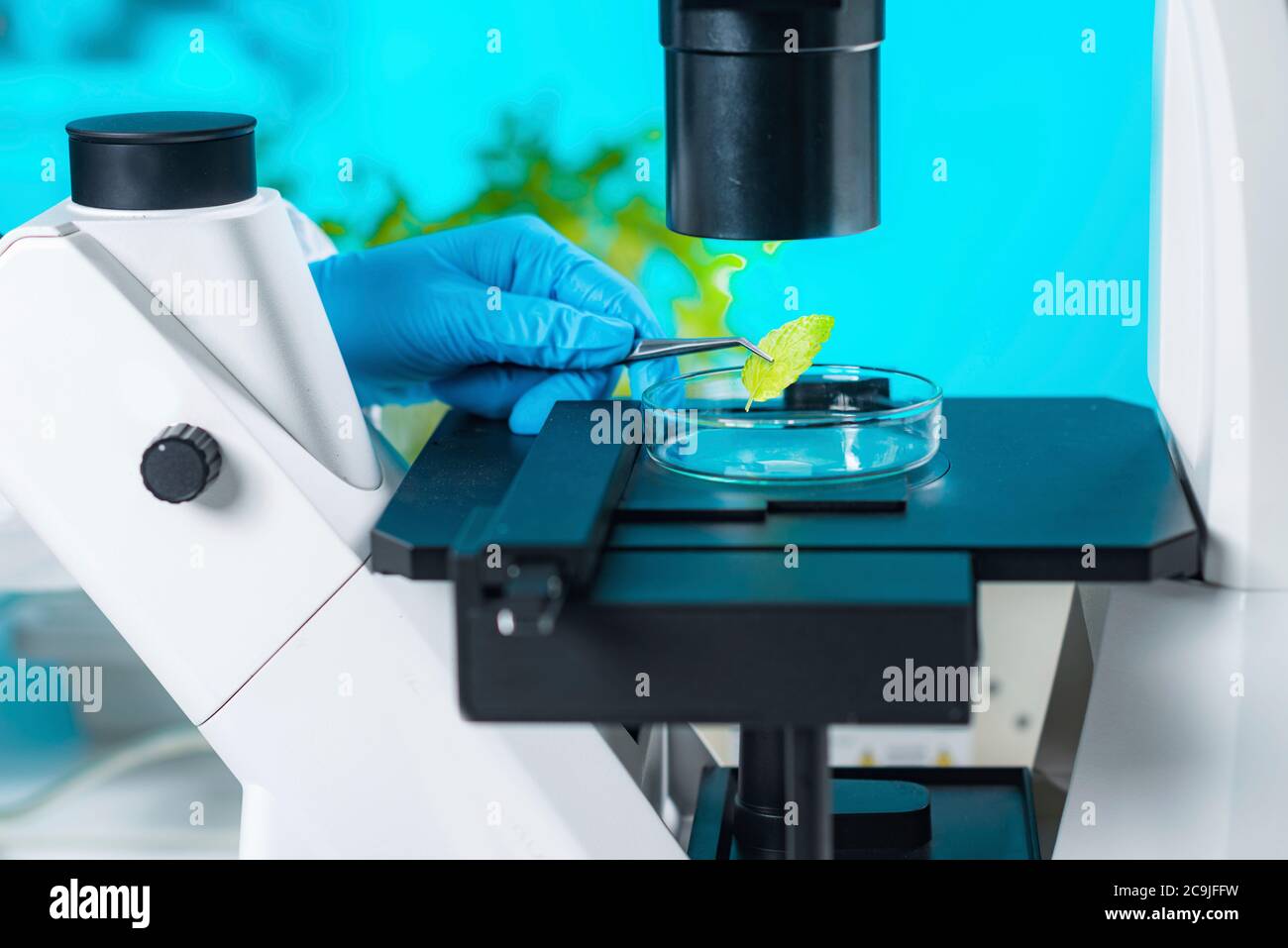 Werkslabor. Biologietechniker, der mit Pflanzen arbeitet. Untersuchung von Pflanzengewebe mit Mikroskop. Stockfoto