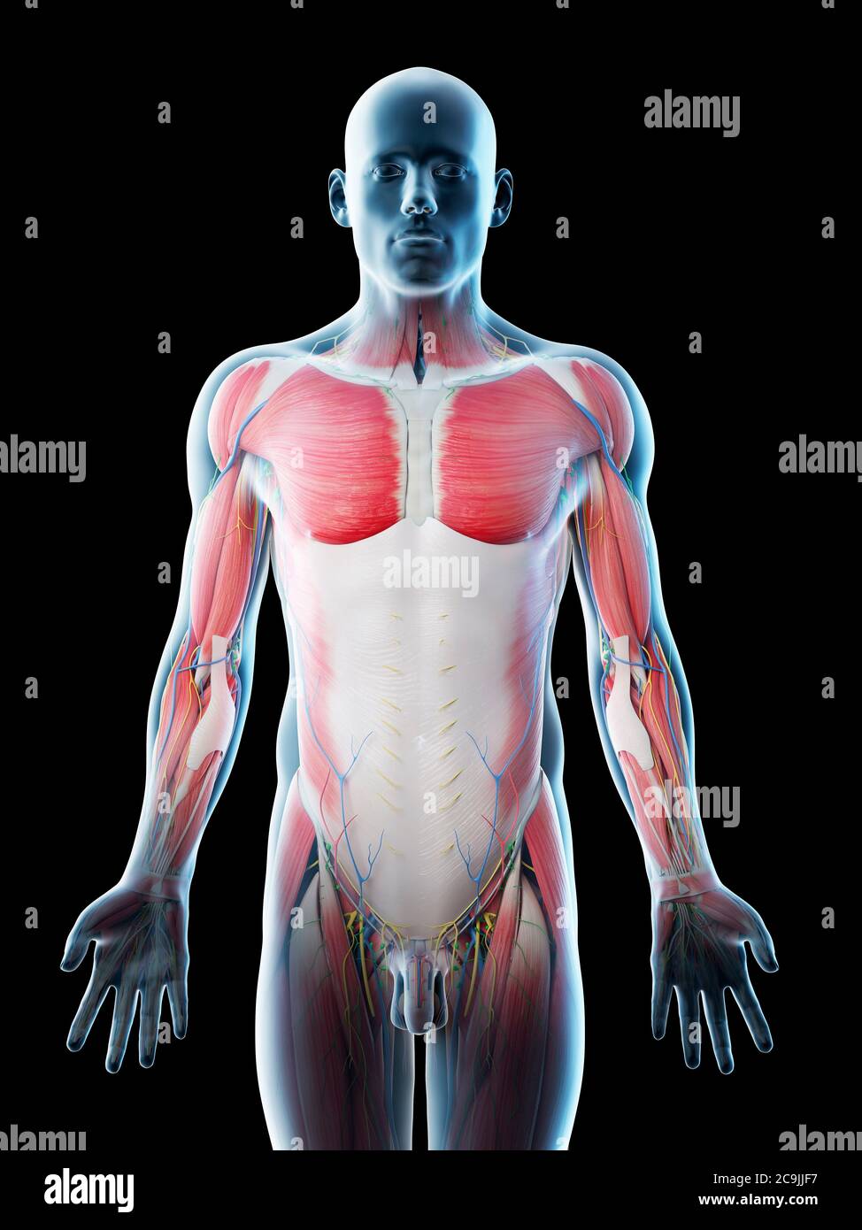 Männliche Oberkörperanatomie, Computerdarstellung. Stockfoto