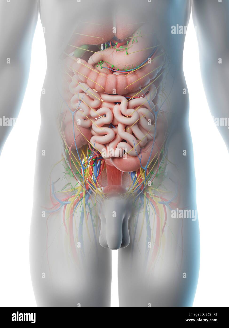 Männliche Bauchorgane, Computer-Illustration. Stockfoto