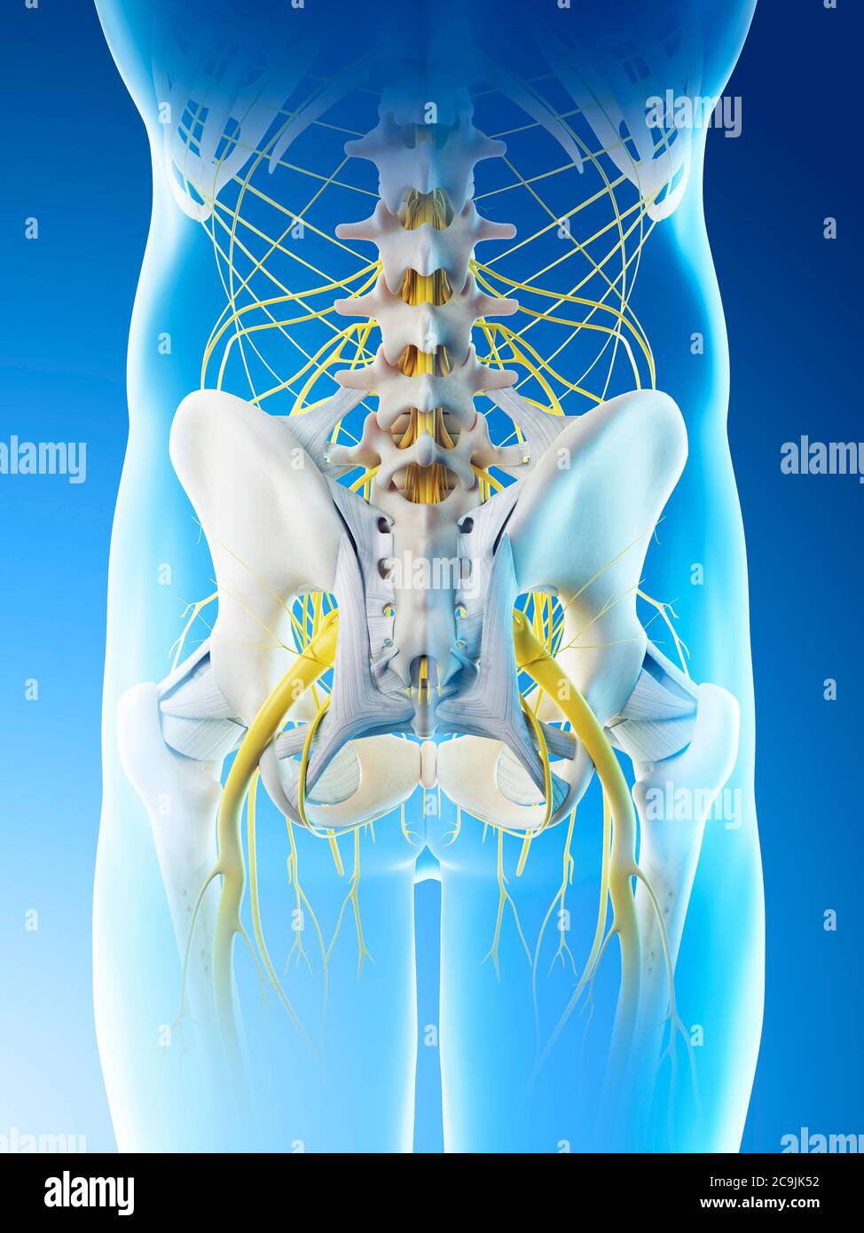 Nerven des männlichen Beckens, Computerdarstellung. Stockfoto