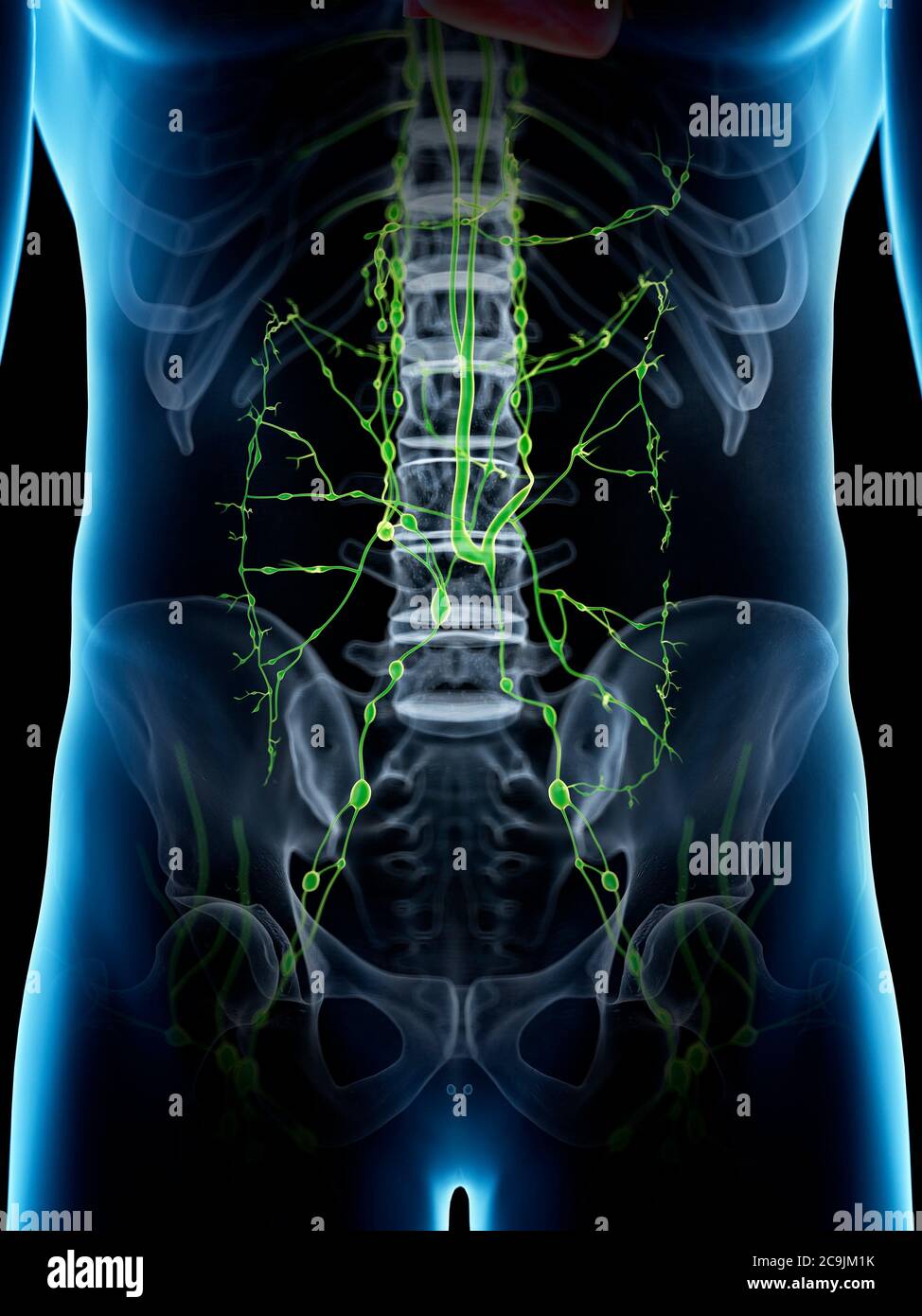 Abdominales lymphatisches System, Computerdarstellung. Stockfoto