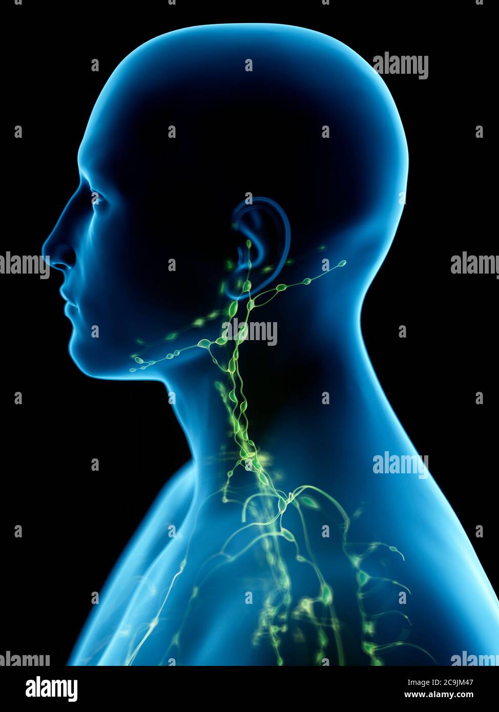 Lymphsystem des Halses, Computer-Illustration. Stockfoto