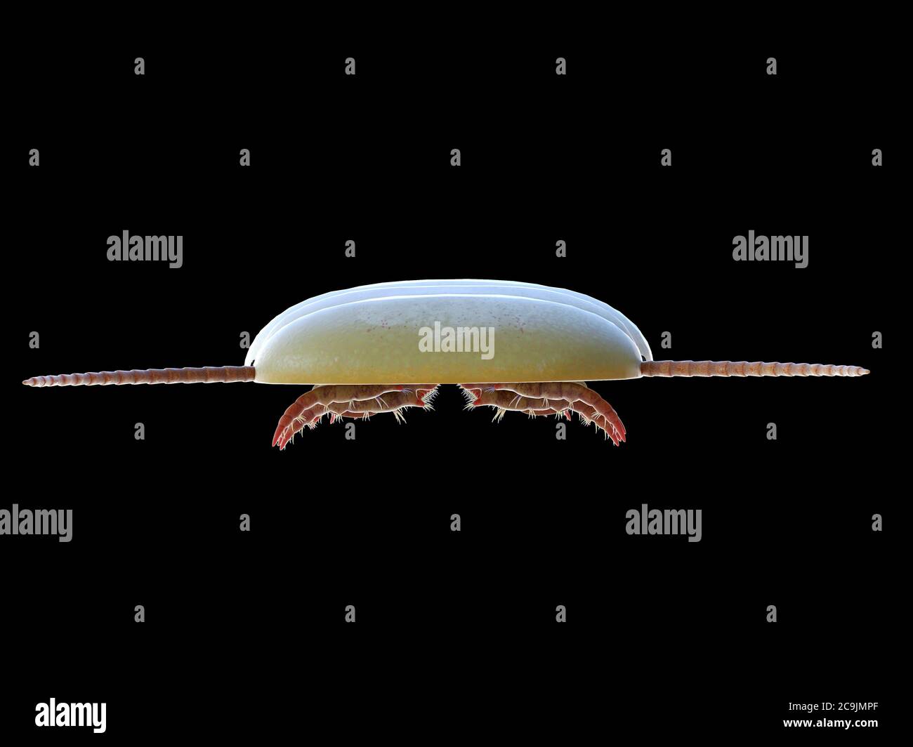 Sidneyia marine Arthropode, Computer-Illustration. Stockfoto