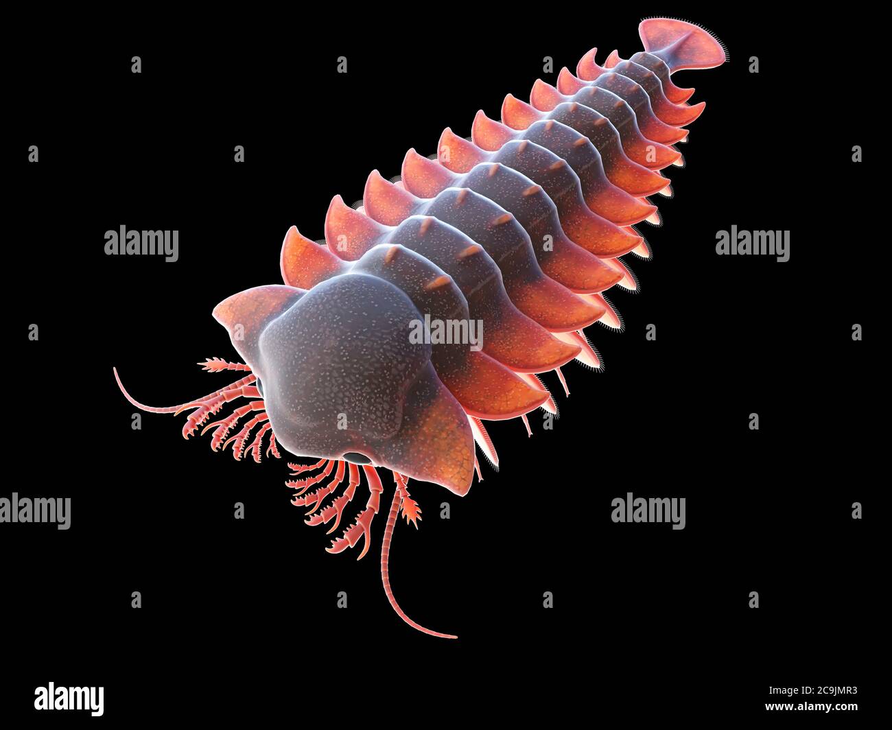 Sanctacaris marine arthropod, Computer-Illustration. Stockfoto